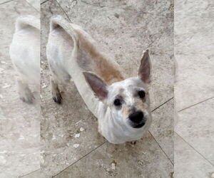 Mutt Dogs for adoption in Boca Raton, FL, USA