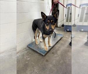German Shepherd Dog-Unknown Mix Dogs for adoption in San Bernardino, CA, USA