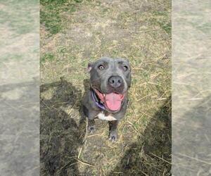 American Pit Bull Terrier Dogs for adoption in Saginaw, MI, USA
