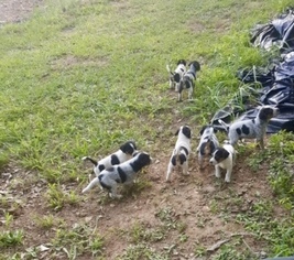 Coonhound Dogs for adoption in Mt. Laurel, NJ, USA