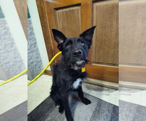 Labradoodle Dogs for adoption in Mukwonago, WI, USA