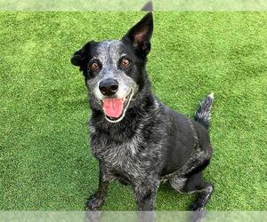 Mutt Dogs for adoption in Orange, CA, USA