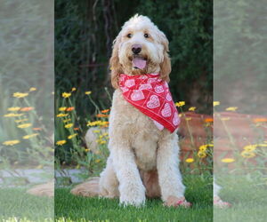 Goldendoodle Dogs for adoption in Glendale , AZ, USA