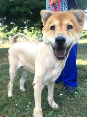 Chow Chow Dogs for adoption in Front Royal, VA, USA