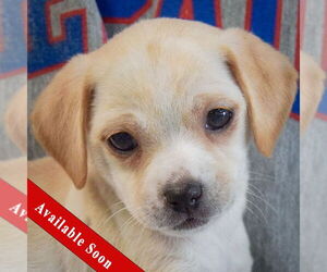 Chiweenie Dogs for adoption in Huntley, IL, USA