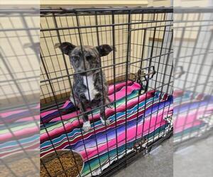 Mutt Dogs for adoption in Texas City, TX, USA