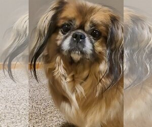 Pekingese Dogs for adoption in St. Louis Park, MN, USA