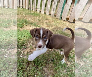 Mutt Dogs for adoption in Hillsboro, MO, USA