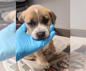 Chow Chow-Unknown Mix Dogs for adoption in San Antonio, TX, USA