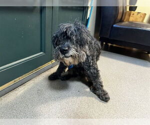 Poodle (Miniature) Dogs for adoption in Pasadena, CA, USA