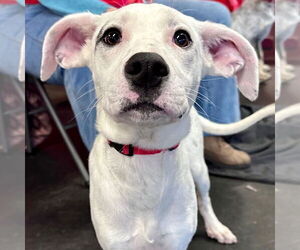 Mutt Dogs for adoption in Canton, CT, USA