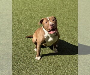 American Pit Bull Terrier Dogs for adoption in Derwood, MD, USA