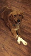 Medium Photo #1 Golden Retriever-Unknown Mix Puppy For Sale in Fort Worth, TX, USA