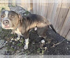 American Water Spaniel Dogs for adoption in San Antonio, TX, USA