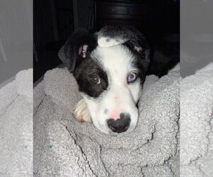 Border-Aussie Dogs for adoption in Wheaton, IL, USA