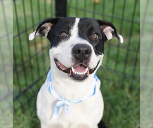 American Staffordshire Terrier-Unknown Mix Dogs for adoption in San Antonio, TX, USA