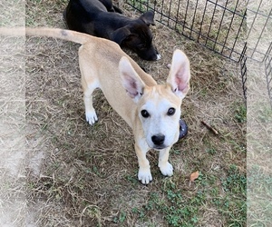 Mutt Dogs for adoption in Ellington, CT, USA