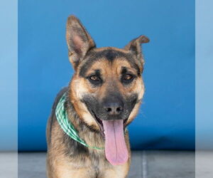 German Shepherd Dog Dogs for adoption in Pasadena, CA, USA