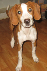 American Foxhound Dogs for adoption in Westmont, IL, USA