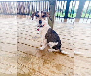 Collie Dogs for adoption in Denton, TX, USA