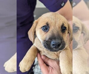 Jack-A-Poo Dogs for adoption in San Diego , CA, USA