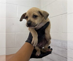 Mutt Dogs for adoption in San Bernardino, CA, USA