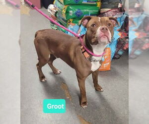 American Pit Bull Terrier-Labrador Retriever Mix Dogs for adoption in Richmond, IN, USA