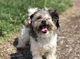 Shih Tzu Dogs for adoption in Urbana, IL, USA