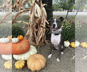 Mutt Dogs for adoption in Germantown, OH, USA