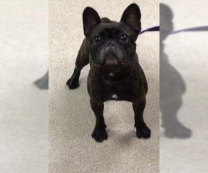 French Bulldog Dogs for adoption in Riverside, CA, USA