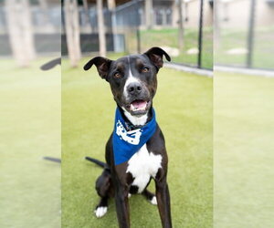 Boxer-Unknown Mix Dogs for adoption in NEWPORT NH, NH, USA