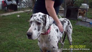 Great Dane Dogs for adoption in Crossville, AL, USA