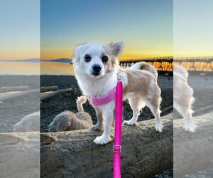 Chiranian Dogs for adoption in Bellingham, WA, USA