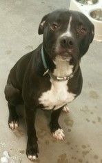American Pit Bull Terrier-Unknown Mix Dogs for adoption in Attica, NY, USA