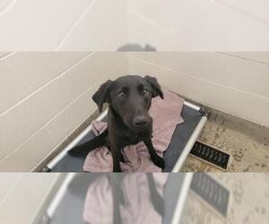 Labrador Retriever Dogs for adoption in Jackson, CA, USA