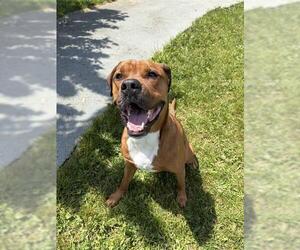 Boxer-Unknown Mix Dogs for adoption in Toronto, Ontario, Canada