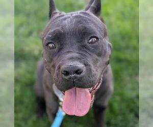 Mutt Dogs for adoption in Martinez, CA, USA