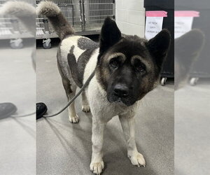 Akita Dogs for adoption in Forestville, MD, USA