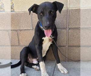 American Pit Bull Terrier-Unknown Mix Dogs for adoption in Riverside, CA, USA
