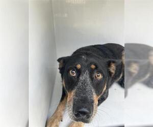 Mutt Dogs for adoption in Houston, TX, USA