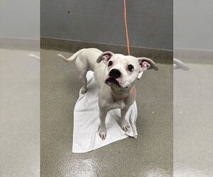 Boxer-Unknown Mix Dogs for adoption in Las Vegas, NV, USA