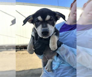Rottweiler-Siberian Husky Mix Dogs for adoption in Stockton, CA, USA