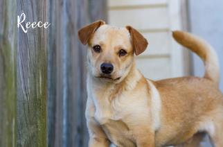 Medium Photo #1 Dorgi Puppy For Sale in Brooksville, FL, USA