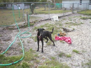 Italian Greyhound-Unknown Mix Dogs for adoption in Middleburg, FL, USA