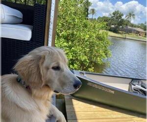 Golden Retriever Dogs for adoption in Valrico, FL, USA