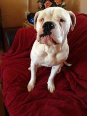 American Bulldog Dogs for adoption in vacaville, CA, USA