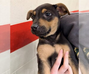 Mutt Dogs for adoption in Anchorage, AK, USA