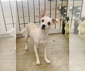 Mutt Dogs for adoption in Santa Clarita, CA, USA