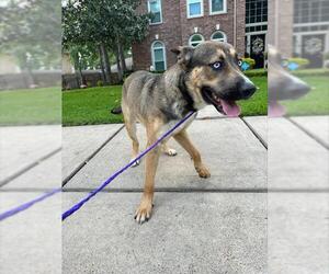 German Shepherd Dog-Unknown Mix Dogs for adoption in Houston, TX, USA