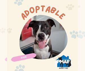 American Pit Bull Terrier-Unknown Mix Dogs for adoption in Binghamton, NY, USA